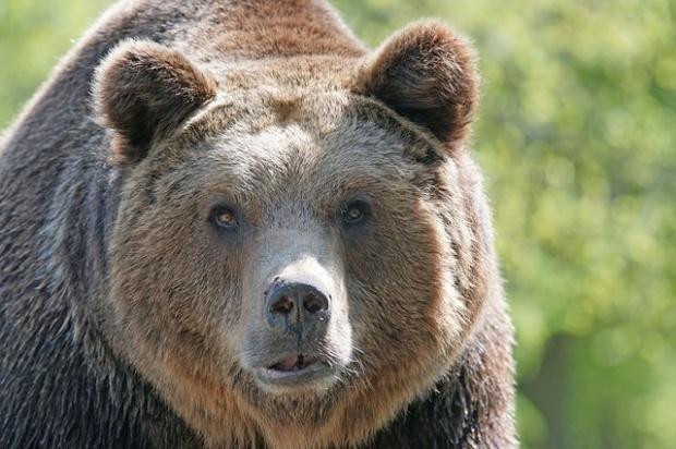 Un şofer a lovit din neatenţie un urs în Vrancea. Bărbatul susţine că l-a văzut în ultimul moment şi nu l-a putut evita