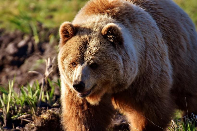 Jandarmii, chemaţi din nou pentru alungarea urşilor din Băile Tuşnad