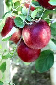 SUA: Campanie de marketing de 10 milioane de dolari pentru un nou soi de măr 