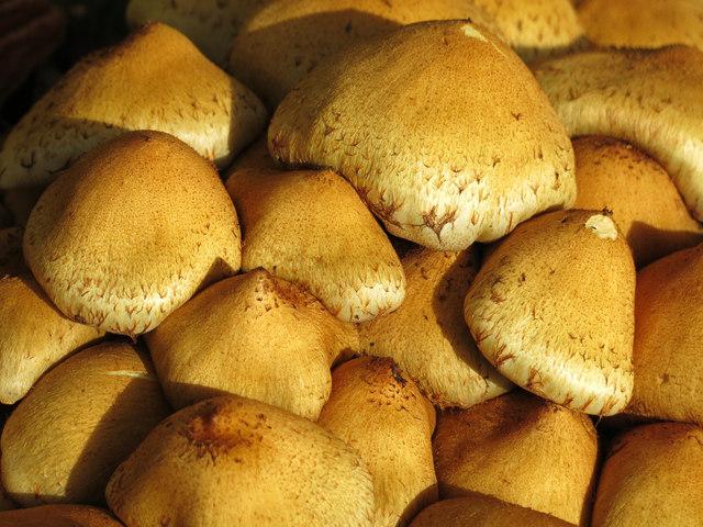 Tragedie în Vaslui: O femeie a murit după ce a mâncat ciuperci