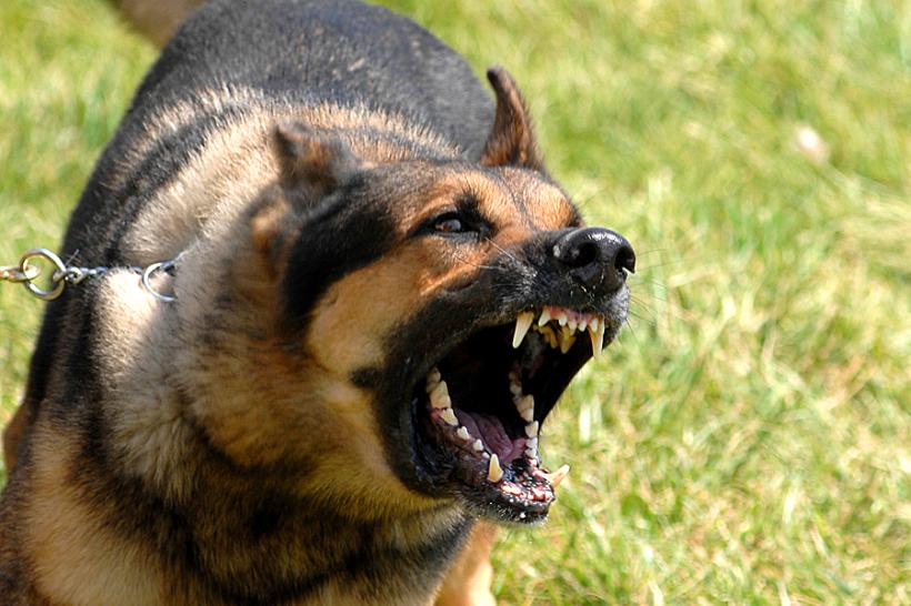 CCR: Interzicerea accesului câinilor agresivi în spaţii publice fără botniţă şi lesă, constituţională