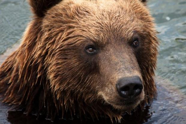 Harghita: O ursoaică cu doi pui, îndepărtată de jandarmi din staţiunea Borsec. Populaţia - avertizată prin RO-ALERT