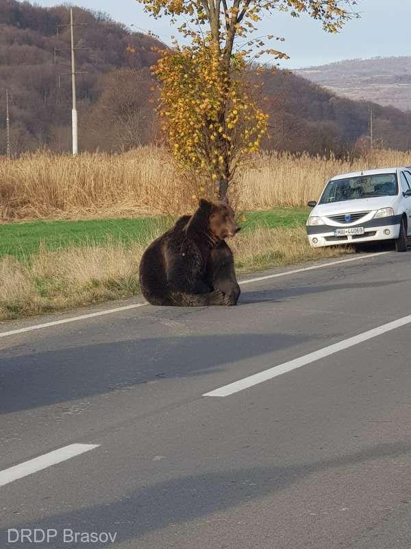 Ședință la Ministerul Mediului în cazul ursului lăsat să zacă pe marginea străzii, în Harghita