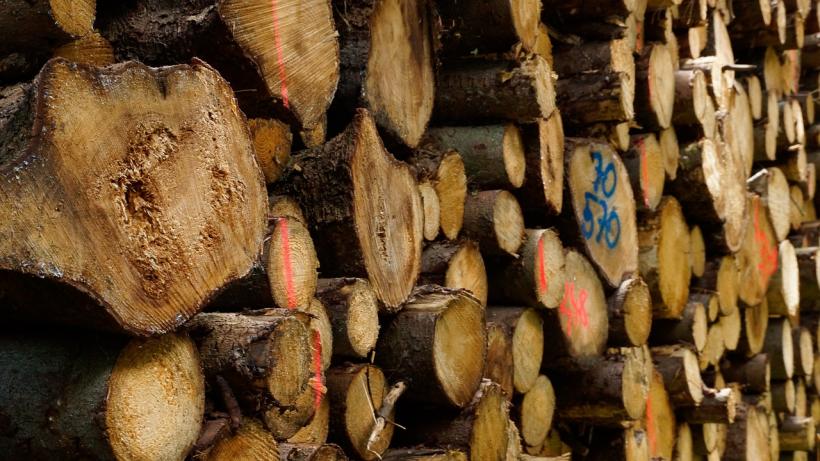 Romsilva a vândut populaţiei 1,37 milioane de metri cubi de lemn de foc în 10 luni;preţul mediu - 180 de lei/mc