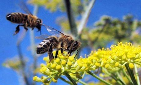 Efectul devastator al pesticidelor asupra albinelor. Inițiativă pentru eliminarea lor până în 2035