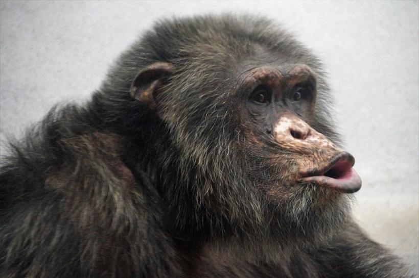 Cimpanzeii simt ritmul muzicii, potrivit unui studiu