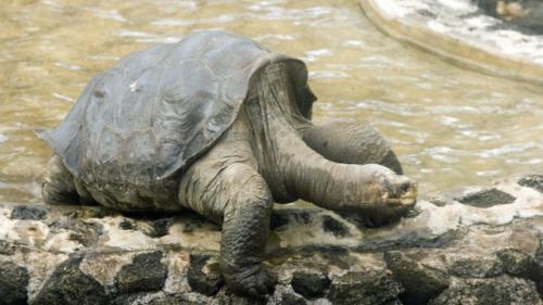 O țestoasă uriașă împlinește 44 de ani de când se află într-o grădină zoologică din Marea Britanie
