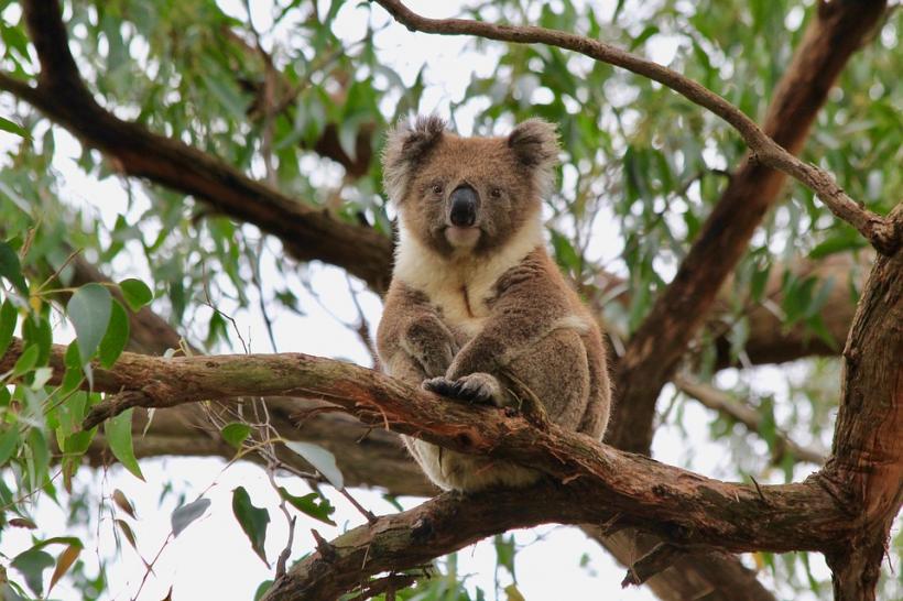 Australia: Fauna sălbatică ar putea avea nevoie de decenii pentru a-şi reveni după incendiile de vegetaţie