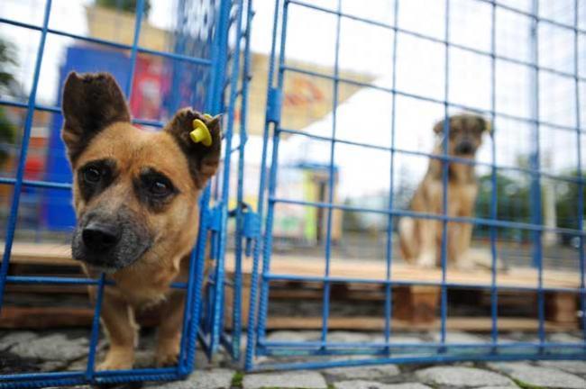 Sute de animale dintr-un adăpost din Buzău au murit mistuite de flăcări într-un incendiu 