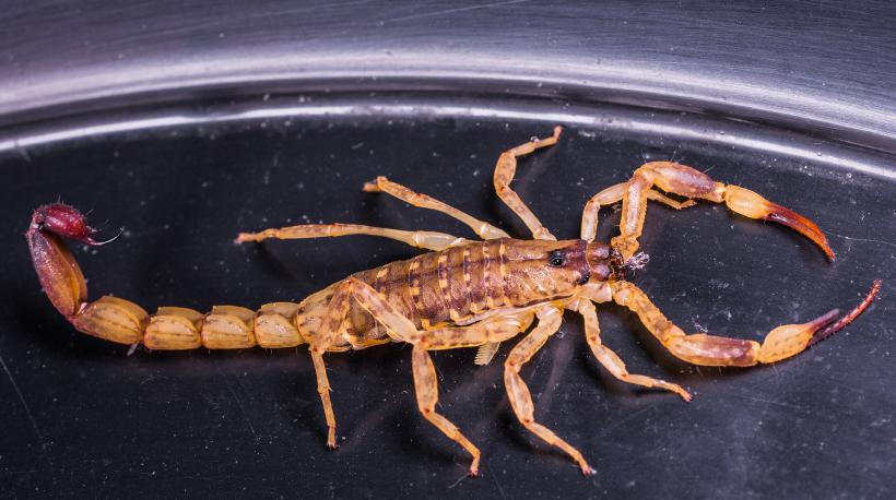 Cea mai veche specie de scorpion cunoscută putea trăi atât în apă, cât şi pe uscat