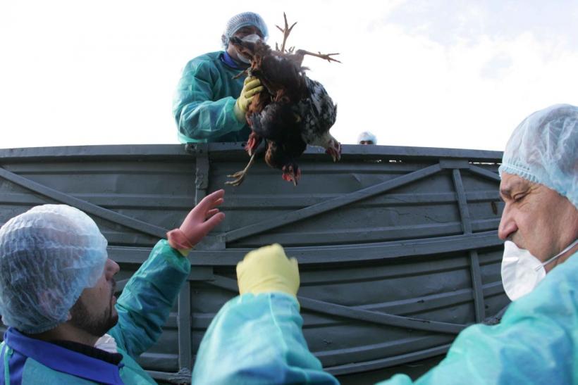 Gripa aviară cu mortalitate 100%, cadou de la Siguranța alimentelor