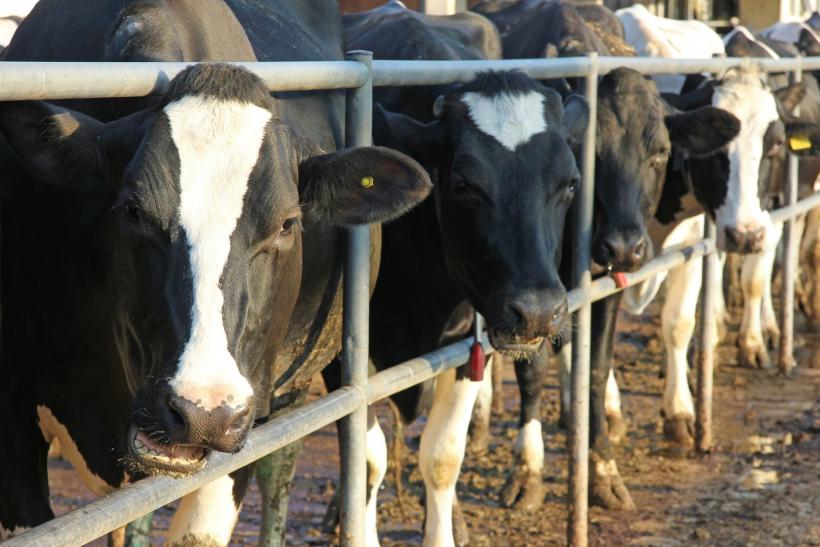 România ar putea exporta bovine Angus în Kazahstan