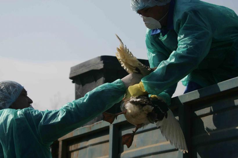 Gripa aviară blochează drumurile din Maramureş