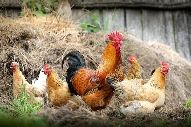 Republica Cehă raportează primul caz de gripă aviară din ultimii trei ani