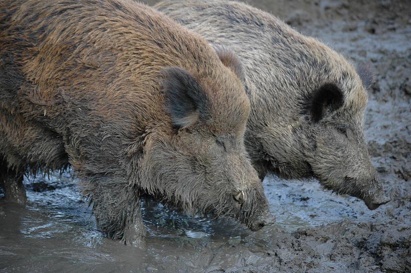 Pesta porcină, confirmată la mistreţi pe trei fonduri de vânătoare din Prahova