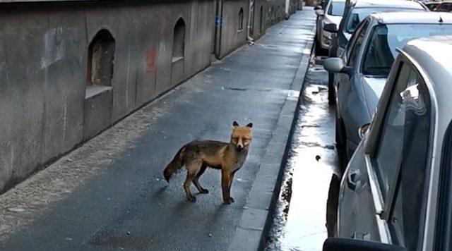 Vulpe la plimbare prin centrul Aradului VIDEO