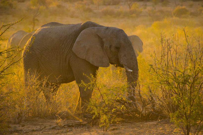 Un pui de elefant care suferă de albinism, salvat dintr-o capcană a braconierilor din Africa de Sud