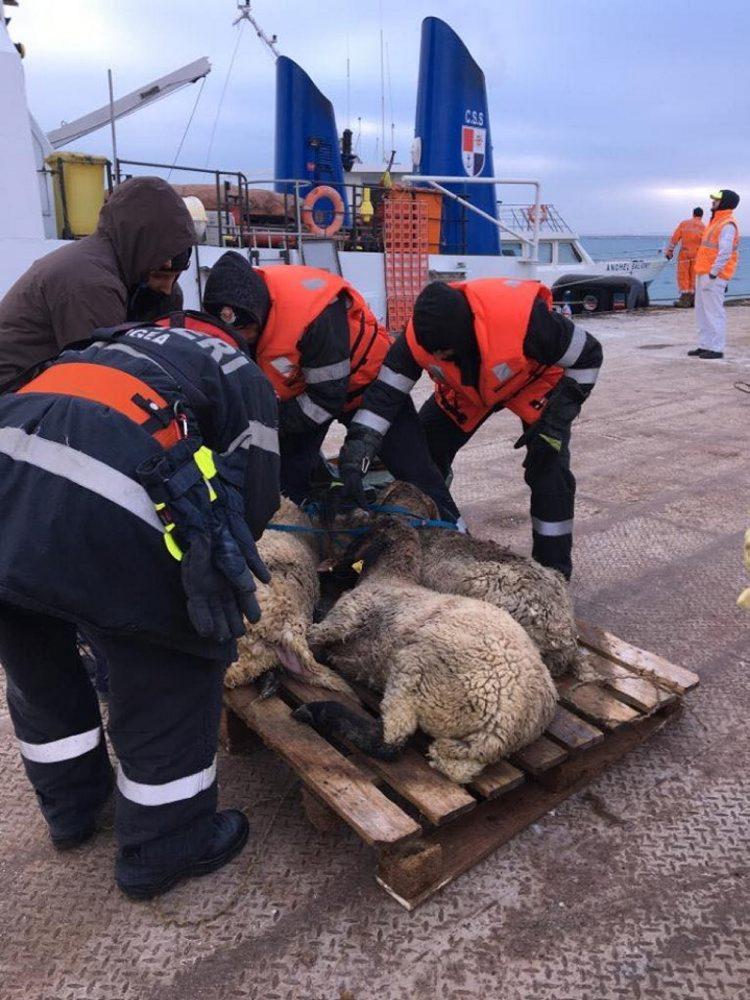 Un sfert din oile salvate de pe vas nu aveau crotalii