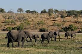  Botswana a vândut la licitaţie permise pentru vânătoarea de elefanţi la un preţ de 43.000 de dolari pe animal