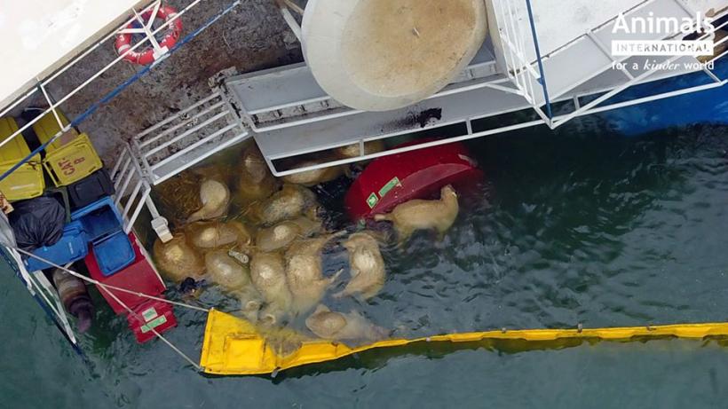  Leșurile oilor din epava scufundată în Portul Midia vor fi scoase cu excavatoare telecomandate