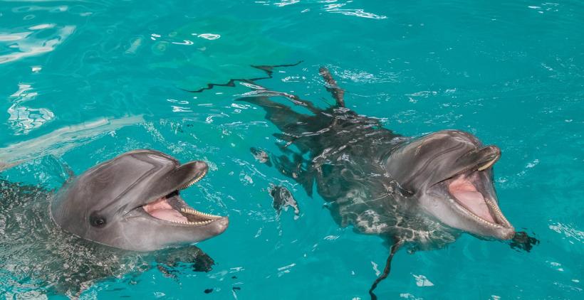 Delfinariul din Constanța transmite online reprezentațiile delfinilor NI-NI și CHAN-CHAN