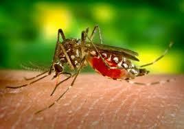 Primăria Capitalei a început campania de combatere a țânțarilor și căpușelor