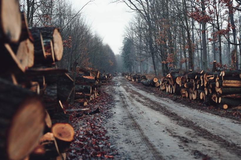 „Die Zeit”: România – țara în care sunt distruse ultimele păduri ale Europei