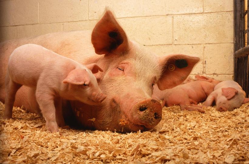 Program de 17 mil. euro împotriva pestei porcine