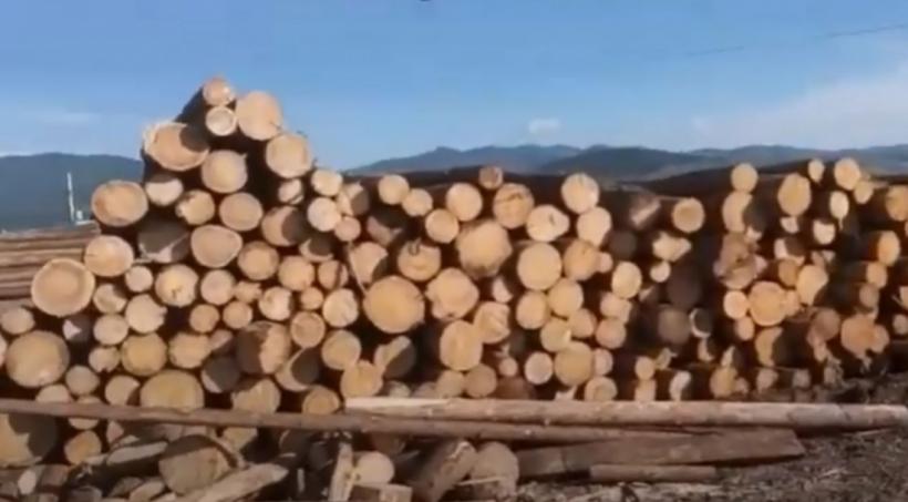 Șase persoane din Alba au fost reținute, după ce ar fi sustras din fondul forestier național peste 1.900 de metri cubi de material lemnos