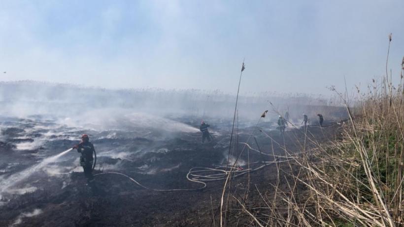 Incendiu de proporții pe malul Dunării. Flăcările au pornit  de la o țigară aprinsă și au distrus 6 hectare de vegetație