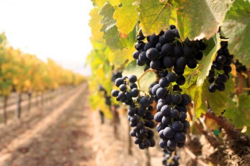 Un viticultor a transportat 8 românce în Italia cu un avion privat. Acestea muncesc pe podgoriile antreprenorului