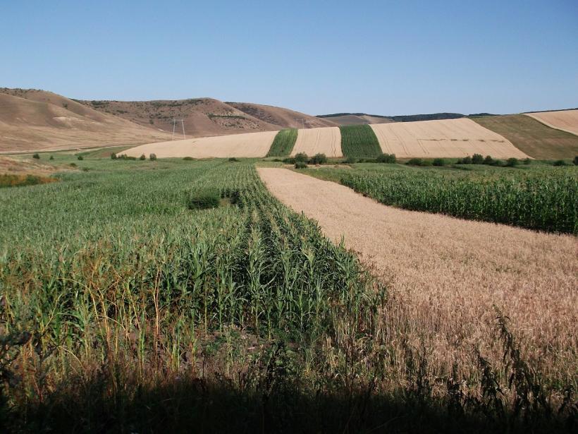 Străinii nu mai pot cumpăra terenuri agricole în România