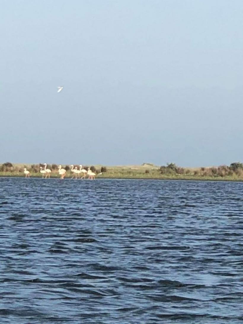 Prezență inedită în Delta Dunării. Cel mai numeros grup de păsări flamingo din ultimul secol