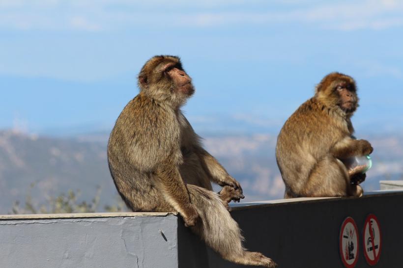 Produsele culese de maimuţe, scoase din supermarketuri