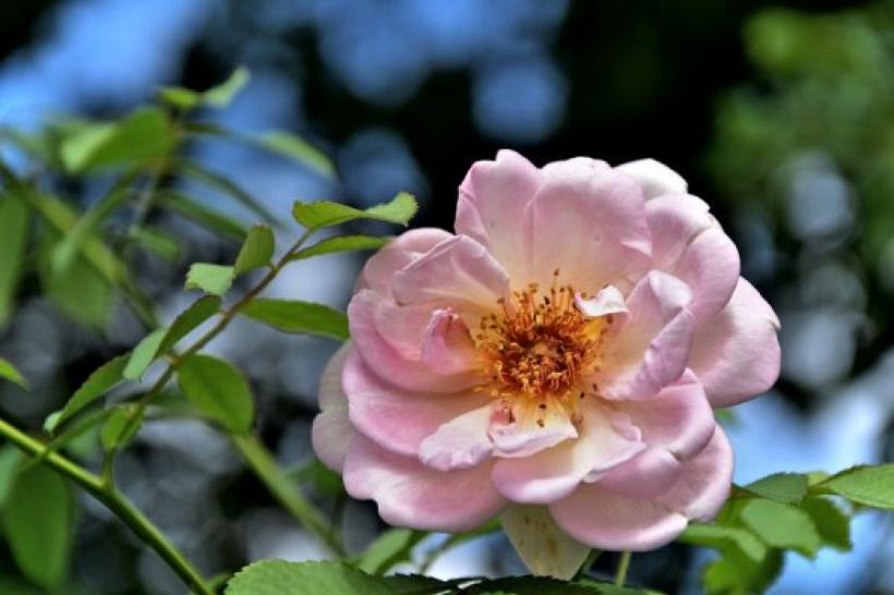 Cum protejăm în mod natural trandafirii împotriva păduchilor şi afidelor