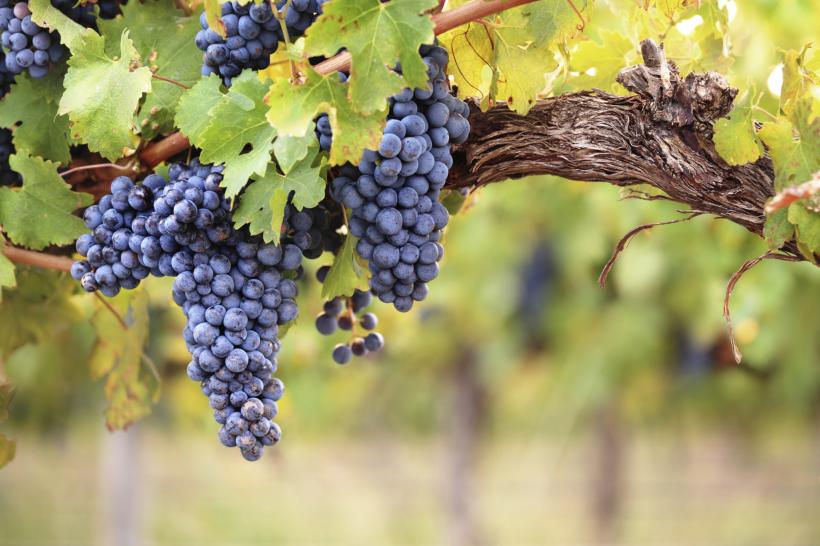 Depunere cereri de plată pentru sprijinul privind asigurarea recoltei de struguri pentru vin