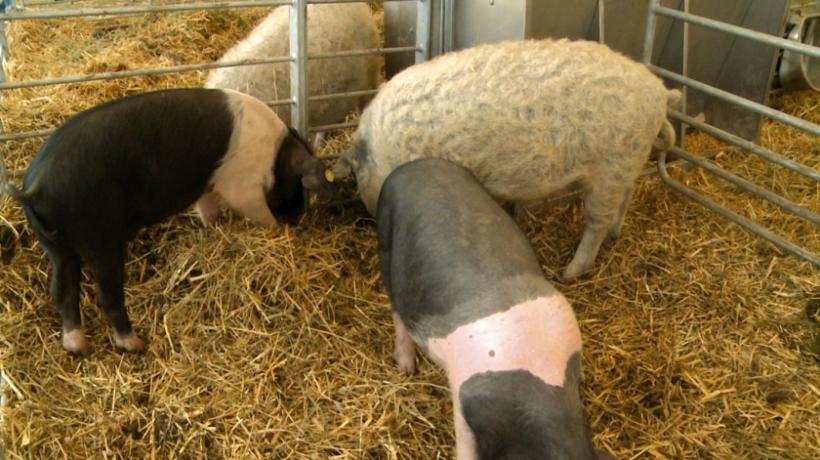 Noile condiţii pentru creşterea porcului în gospodărie