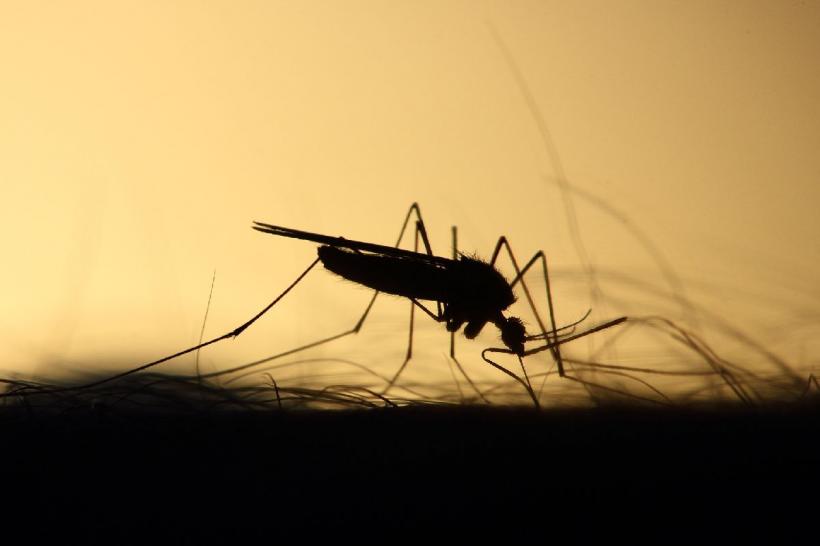 Primăria Capitalei continuă tratamentele de combatere a țânțarilor