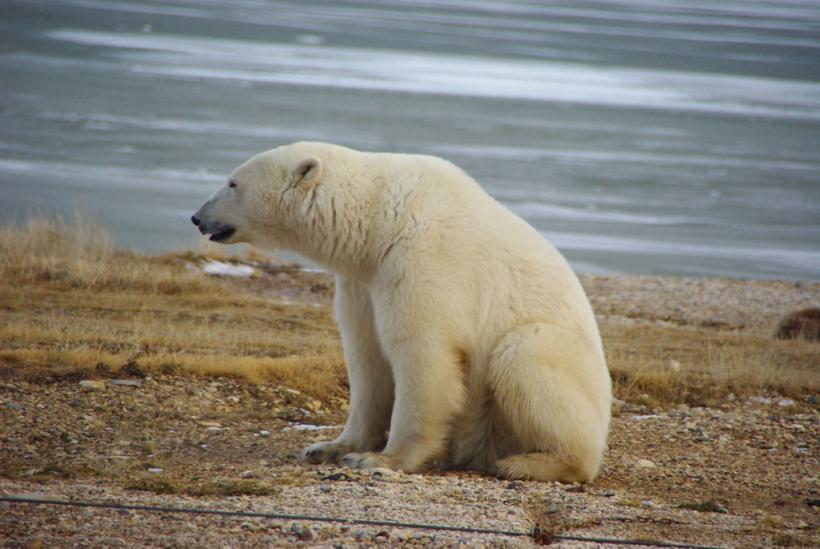Majoritatea urşilor polari ar putea dispărea până la sfârşitul acestui secol