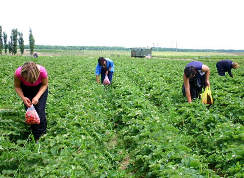 Nouă lucrători români de la o fermă din Spania sunt infectați cu COVID-19