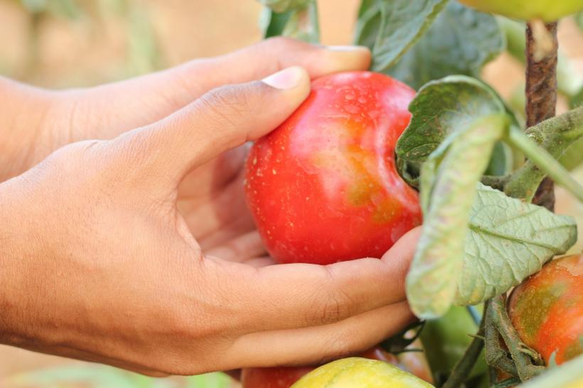 Ministerul Agriculturii a anunțat că săptămâna aceasta încep plățile pentru programul Tomata