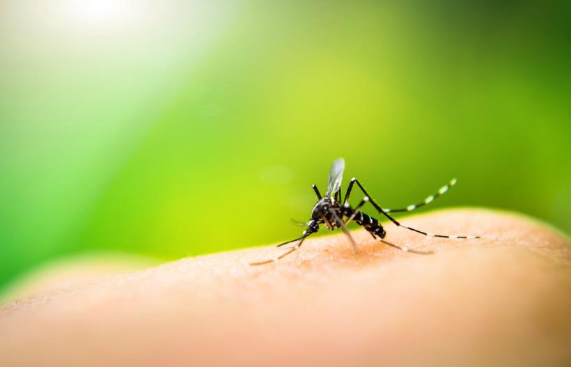 2 rețete de casă pentru soluții naturale care țin țânțarii la distanță