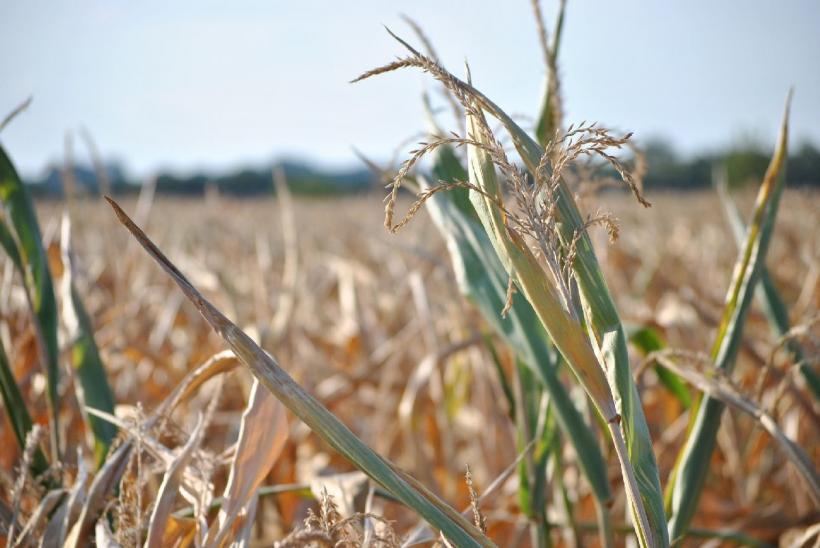 Adrian Oros anunță că de vineri, 18 septembrie, începe plata schemei de ajutor de stat acordat producătorilor agricoli afectați de secetă