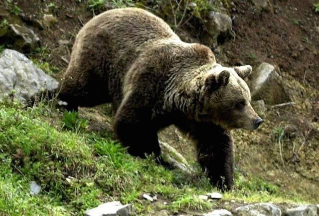 Un urs a vizitat cabana Omu din Bucegi, aflată la peste 2.500 metri înălţime