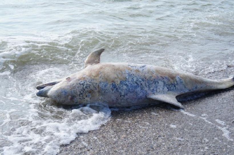 Aproape 100 de balene și trei delfini au murit după ce au eșuat în Insulele Chatham