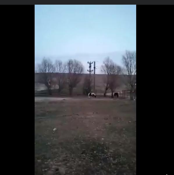40 de cai legați, lăsați în frig și mizerie, pe marginea lacului Zarguzon