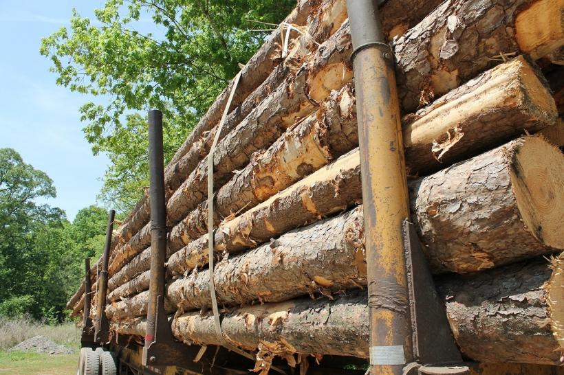 Ministerul Mediului anunță că noul sistem de urmărire a materialului lemnos devine operațional