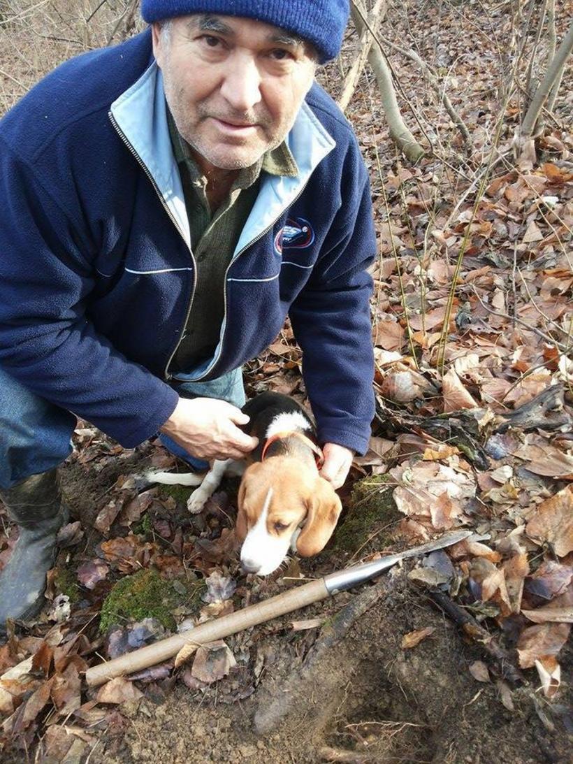 La cules de trufe: unde nu e lege, praful se alege 18736383