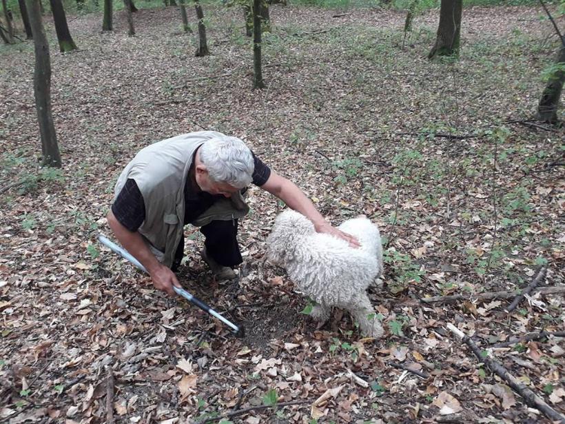 La cules de trufe: unde nu e lege, praful se alege 18736386