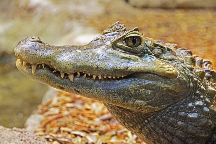 Mușcătura de crocodil și de șarpe tigru tazmanian, pe lista bolilor decontate în România